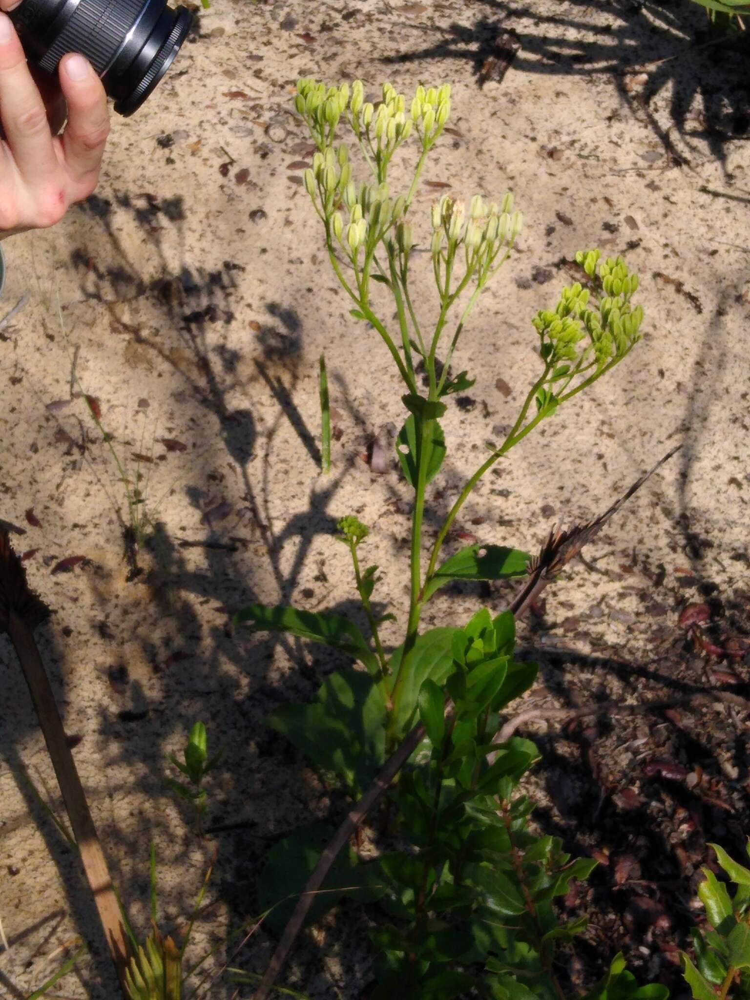 Image of Florida Indian plantain