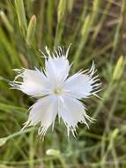 Image of Dianthus mooiensis F. N. Williams