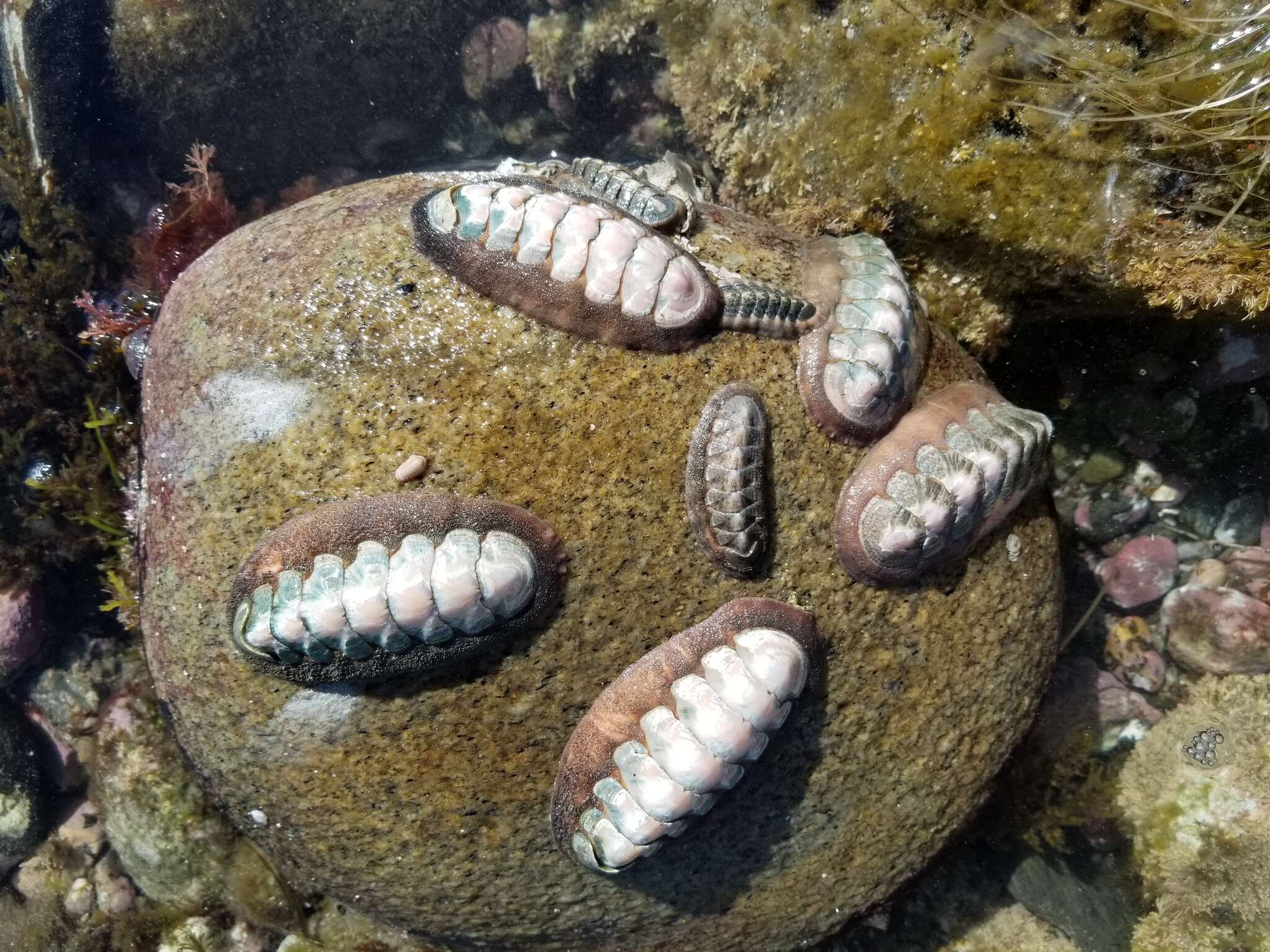 Image of conspicuous chiton