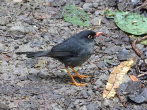 Image of Slaty-backed Nightingale-Thrush