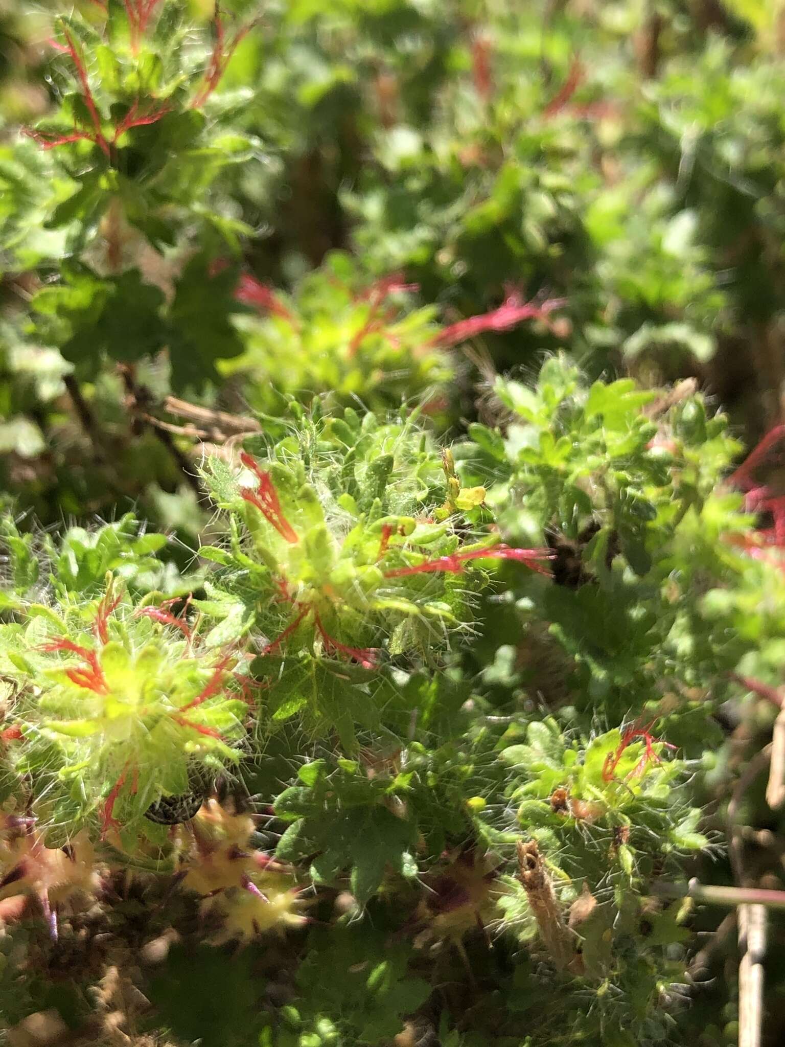 Imagem de Acalypha radians Torr.