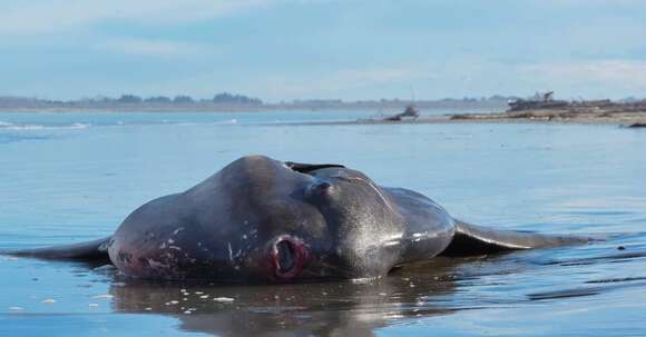 Image of Bumphead sunfish