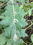 Image of Scrobipalpa acuminatella Sircom 1850