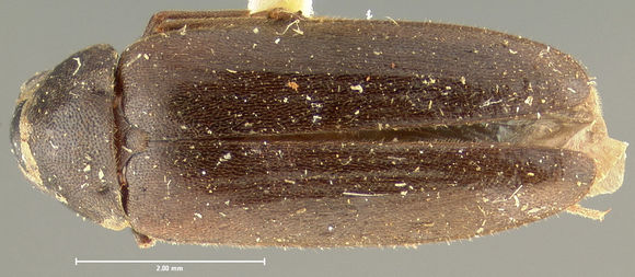 Image of <i>Hallomenus serricornis</i> Le Conte 1878