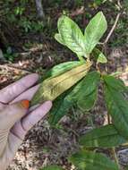 Pittosporum rubiginosum subsp. wingii (F. Müll.) R. C. Cooper resmi