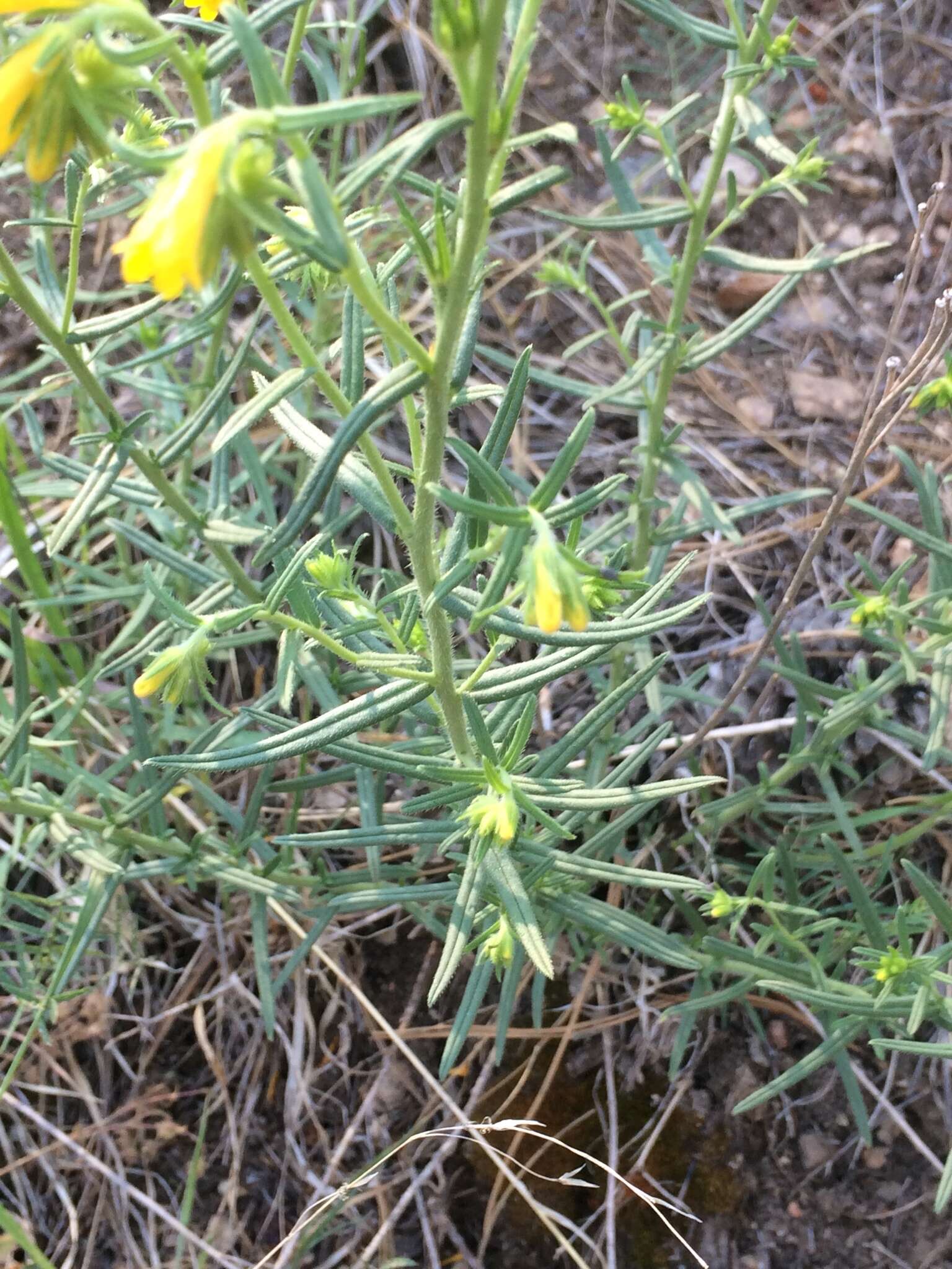 صورة Lithospermum multiflorum S. Wats.