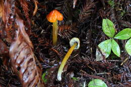 Image of Hygrocybe singeri (A. H. Sm. & Hesler) Singer 1958