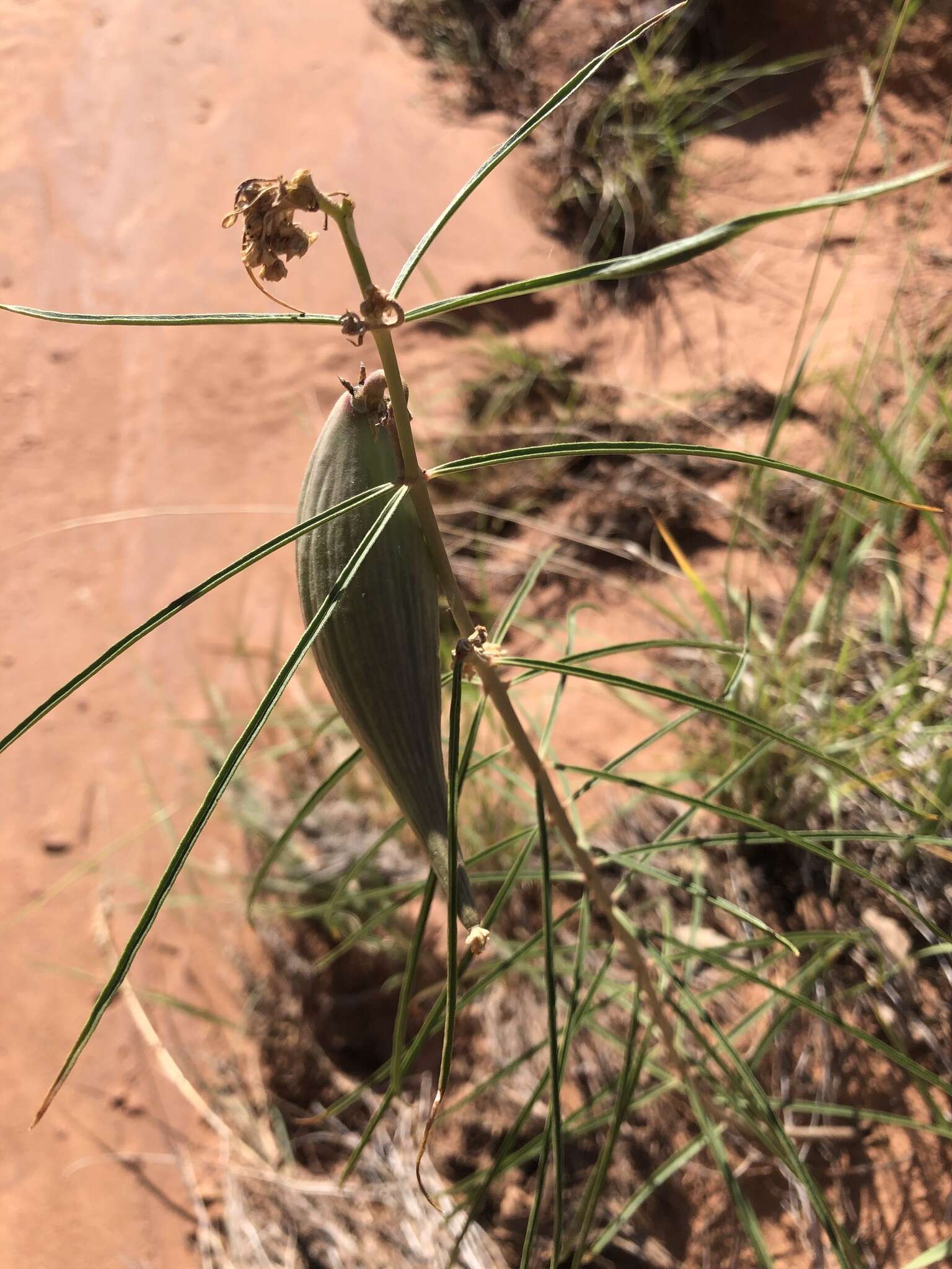 Image de Asclepias rusbyi (Vail) R. E. Woodson