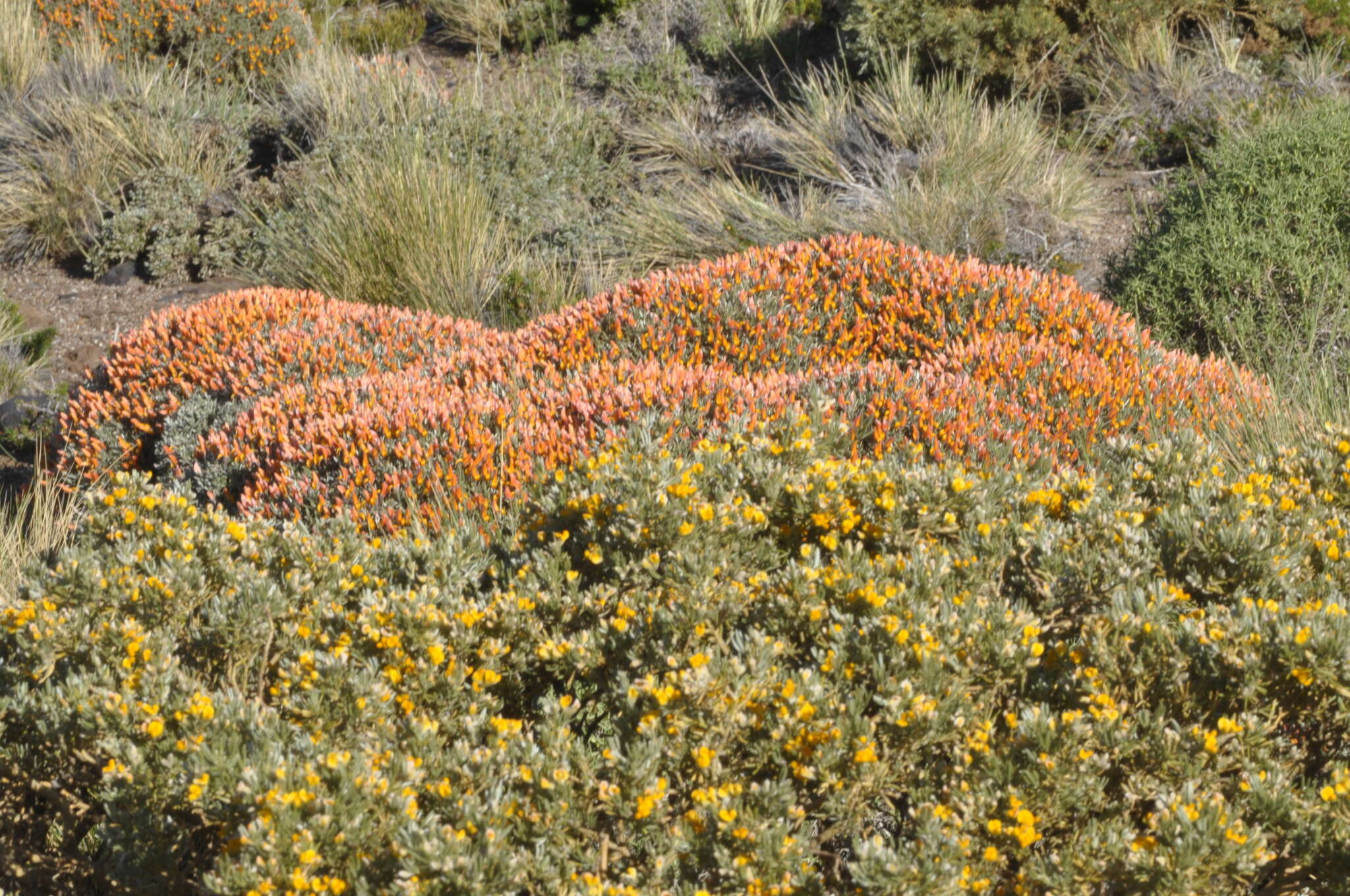 Imagem de Anarthrophyllum strigulipetalum Soraru