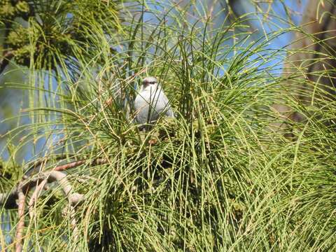 Image of Lavender Waxbill