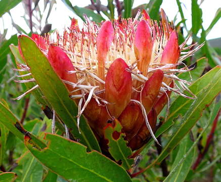 Image of Stink-leaf sugarbush