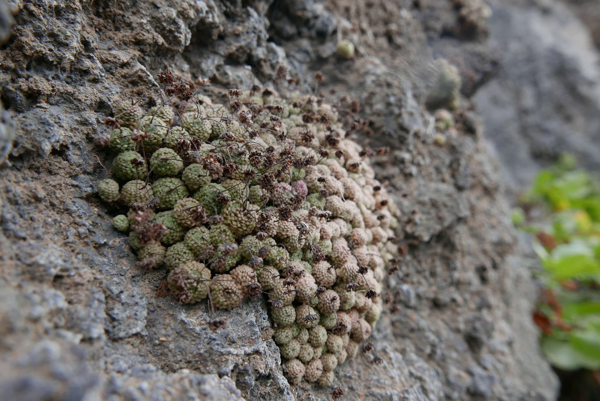 Image of Monanthes polyphylla subsp. polyphylla