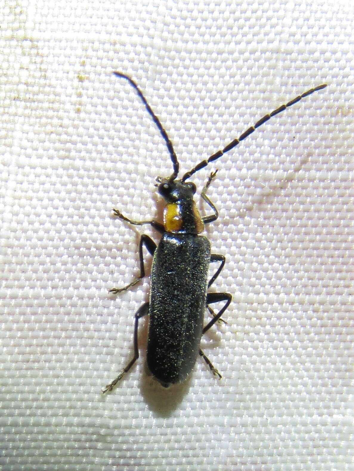 Image of <i>Rhagonycha lineola</i>