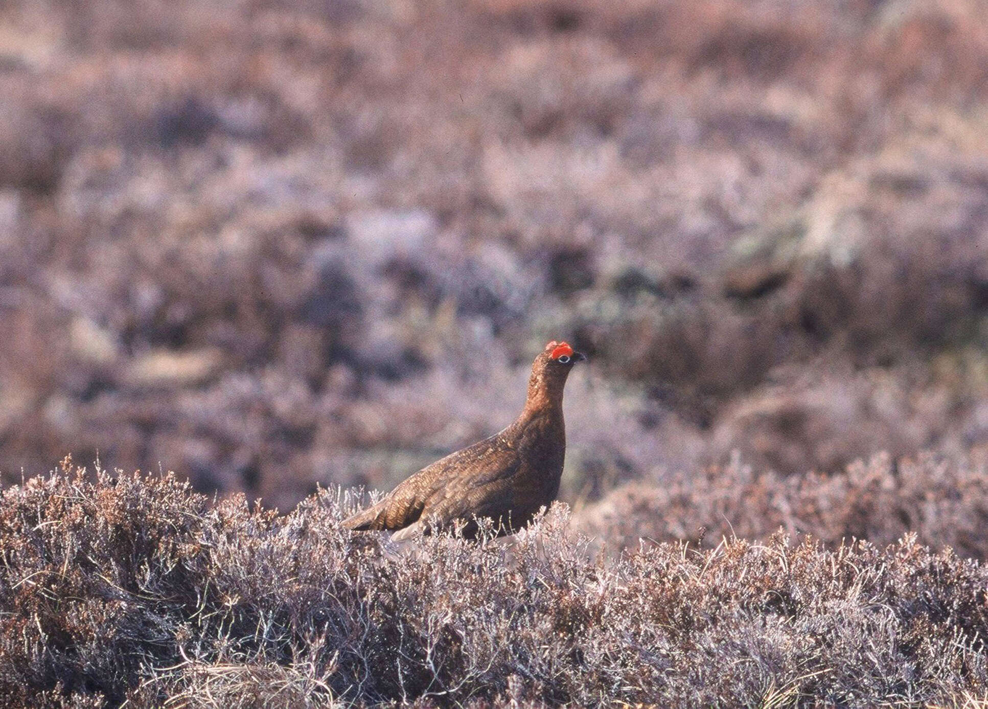 Слика од Lagopus lagopus scotica (Latham 1787)