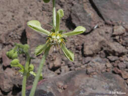 Image of Blumenbachia dissecta (Hook. & Arn.) Weigend & Grau