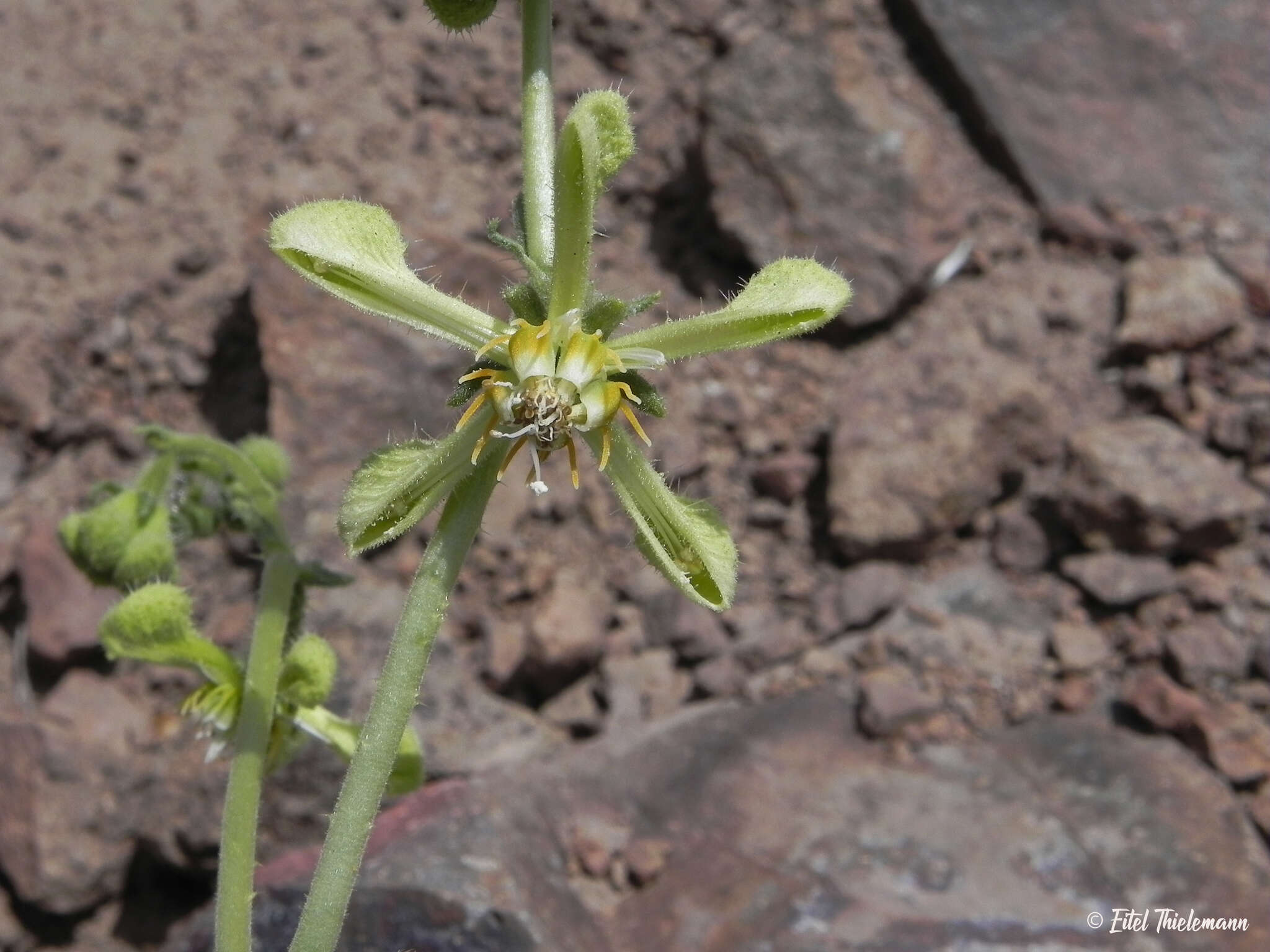 Imagem de Blumenbachia dissecta (Hook. & Arn.) Weigend & Grau