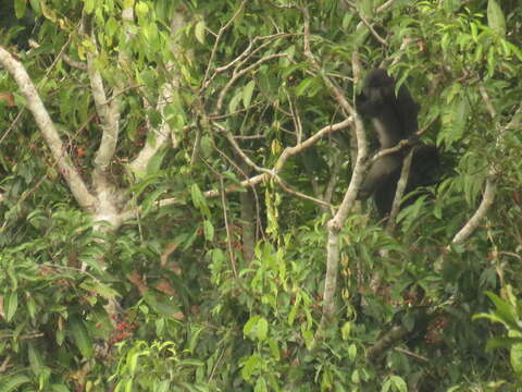 Image of Tonkean Black Macaque