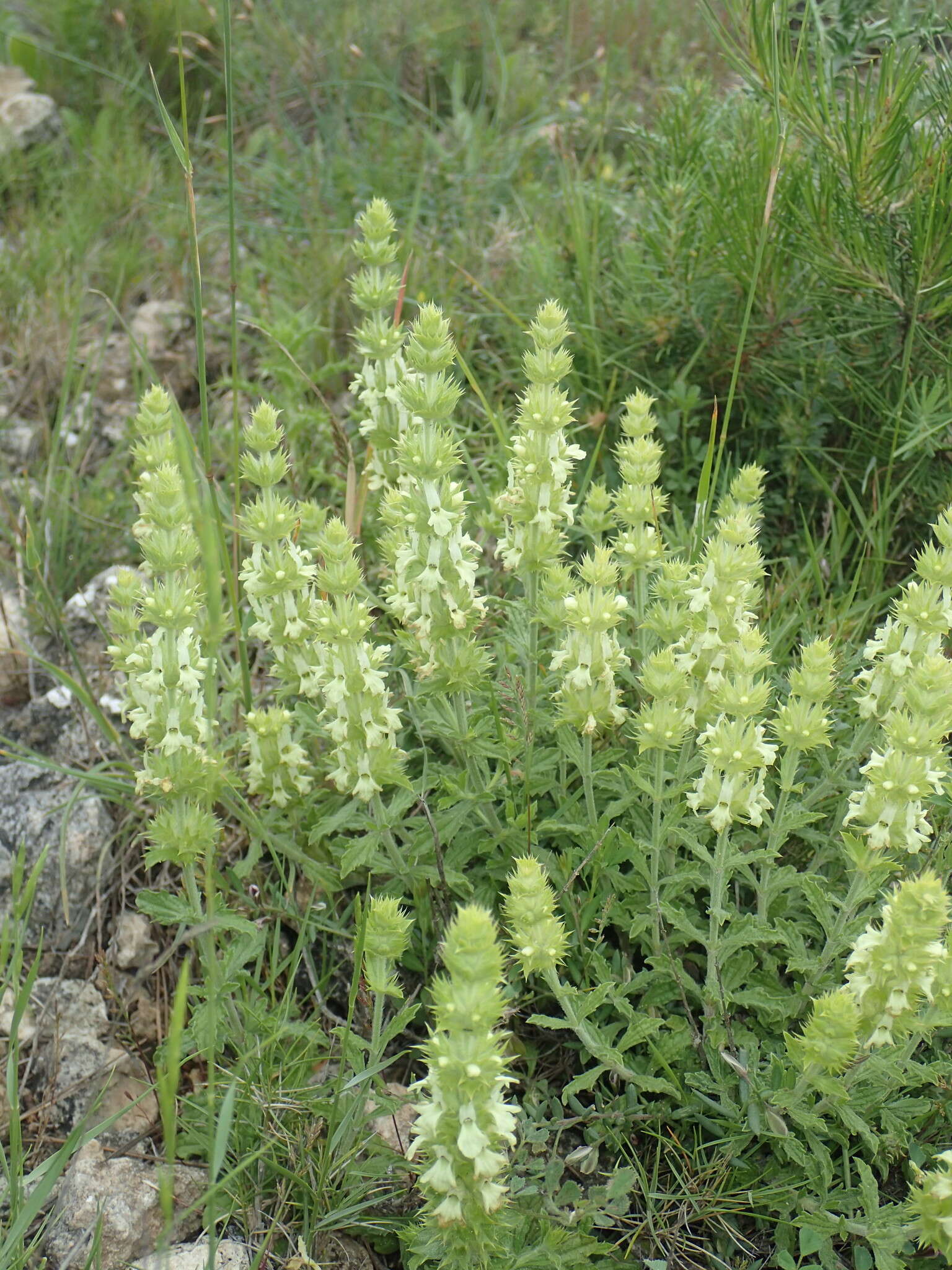 Image de Sideritis fruticulosa Pourr.