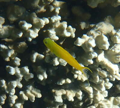 Image of Canary fangblenny