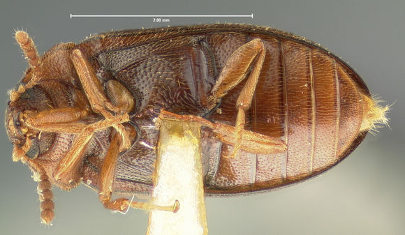 Image of <i>Tetratoma</i> (<i>Incolia</i>) <i>concolor</i> Le Conte 1879