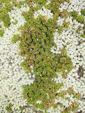 Image of Leptinella goyenii (Petrie) D. G. Lloyd & C. J. Webb