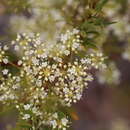 Platysace maxwellii (F. Müll.) C. Norman resmi