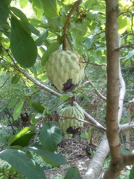 Sivun Annona macroprophyllata Donn. Sm. kuva