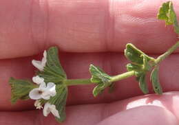 Image of white cat's paw