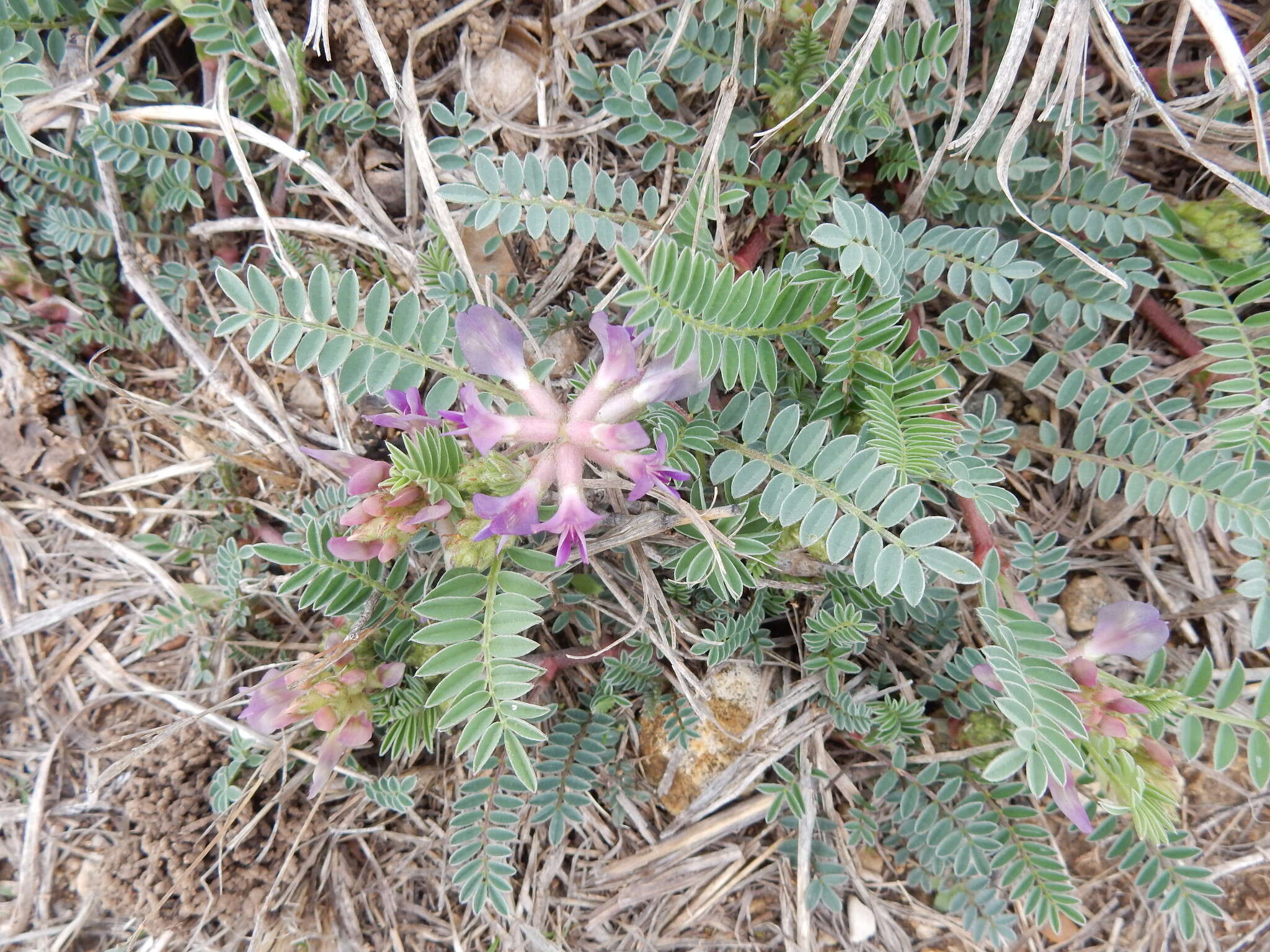 Imagem de Astragalus crassicarpus Nutt.