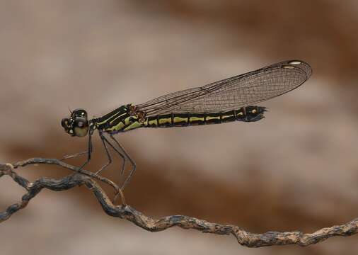 Image of Libellago indica (Fraser 1928)