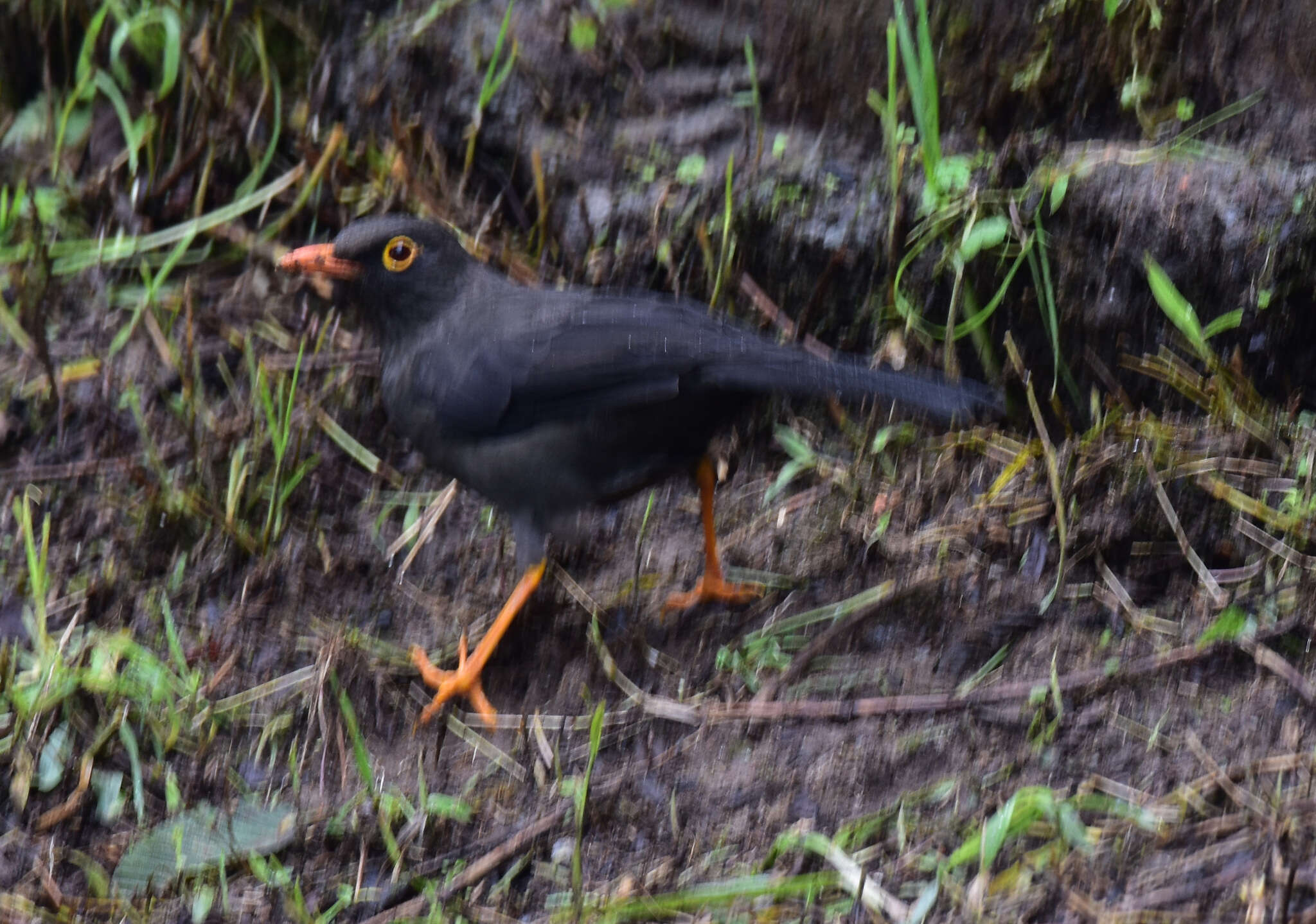 Image of Glossy-black Thrush