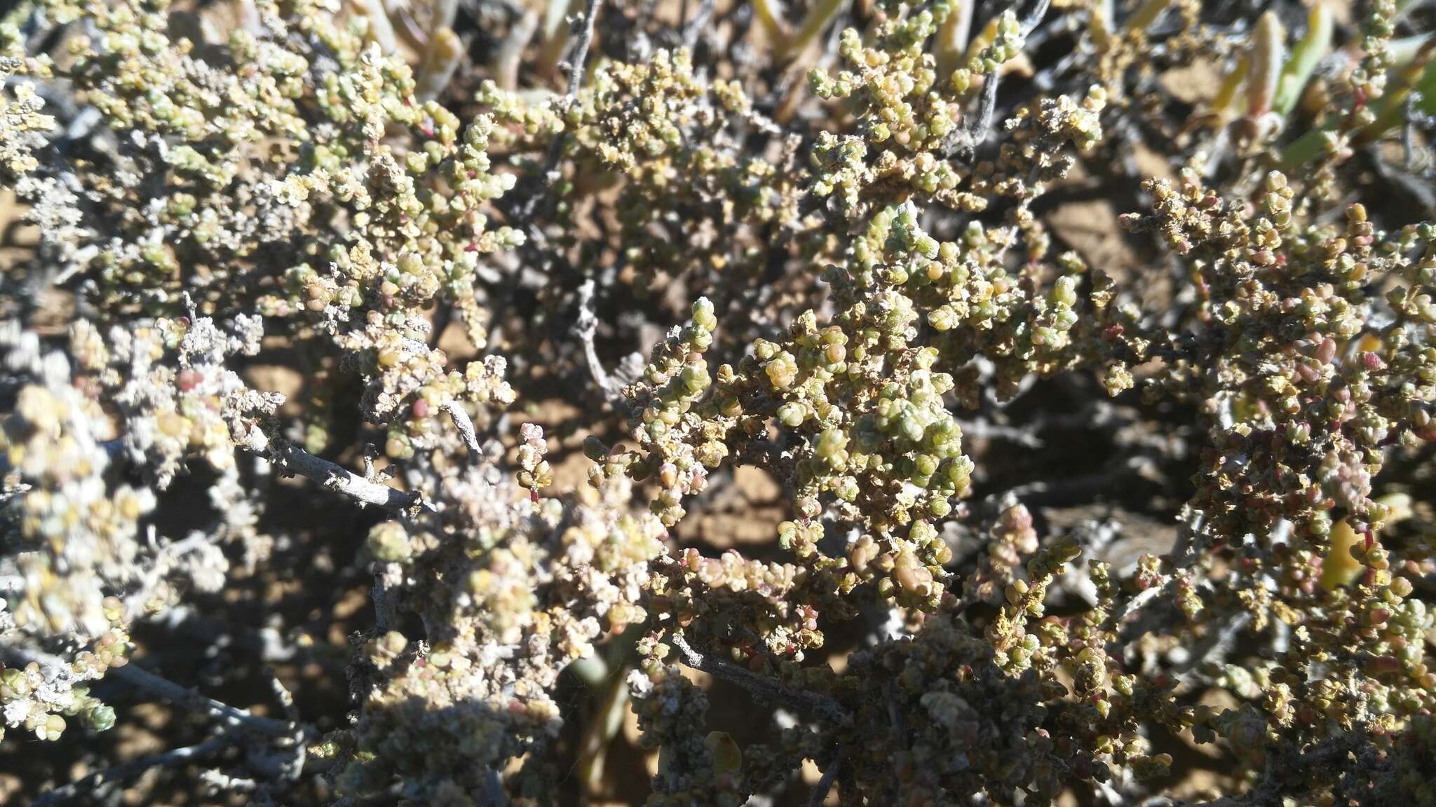 Image of Caroxylon aphyllum (L. fil.) N. N. Tzvelev