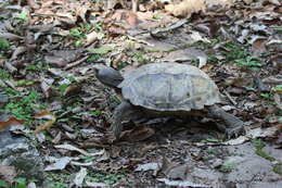 Image of Impressed Tortoise
