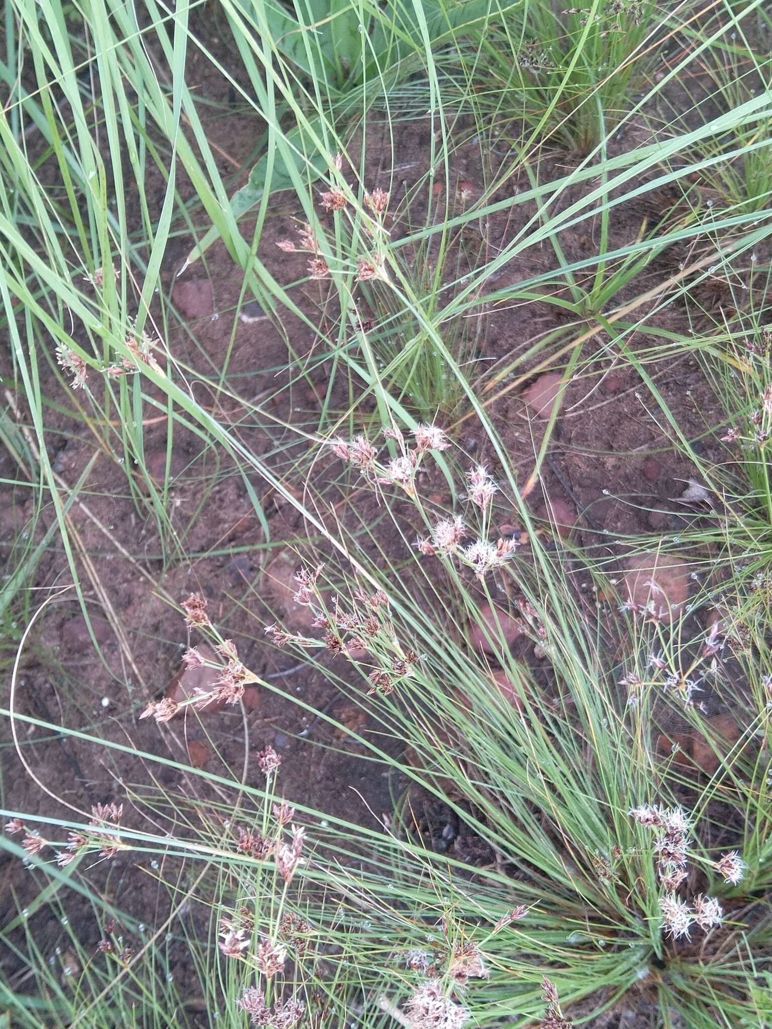 Image of Bulbostylis burchellii (Ficalho & Hiern) C. B. Clarke