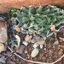 Image of Haworthia decipiens var. decipiens