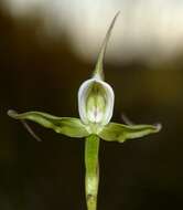 Image of Disperis capensis var. capensis