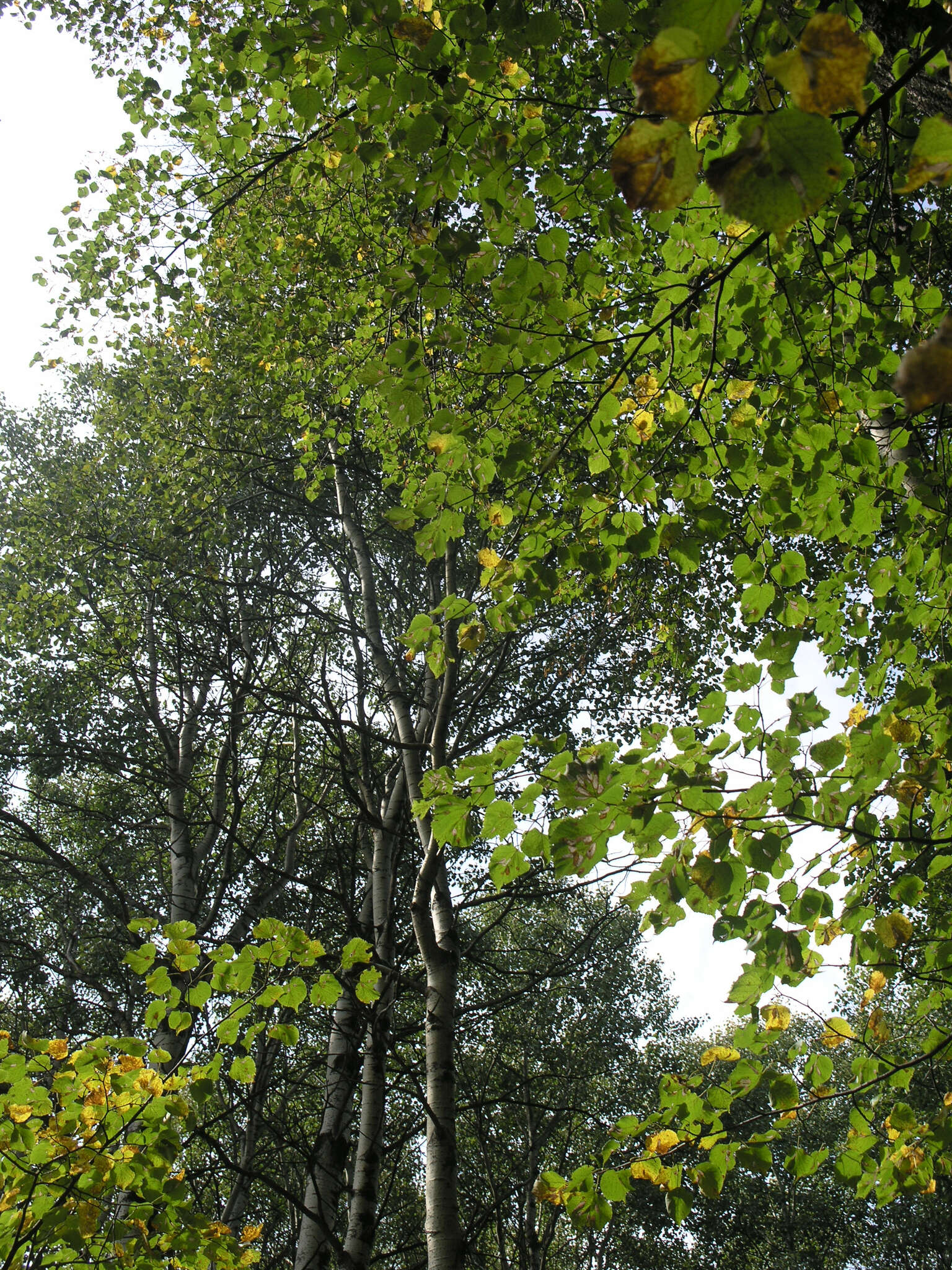 Image of Tilia amurensis var. sibirica (Fisch. ex Bayer) Y. C. Zhu