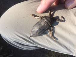 Image of Giant Water Bug