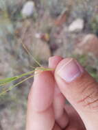 Image of Lycurus phalaroides Kunth