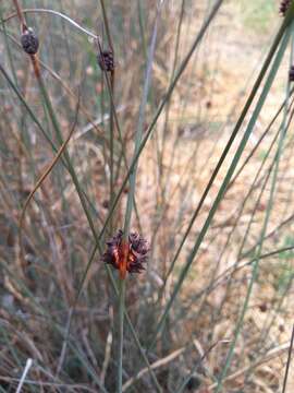 Image of Chorizandra enodis Nees