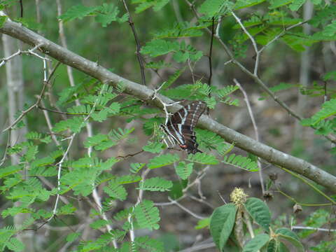 Image of Neographium