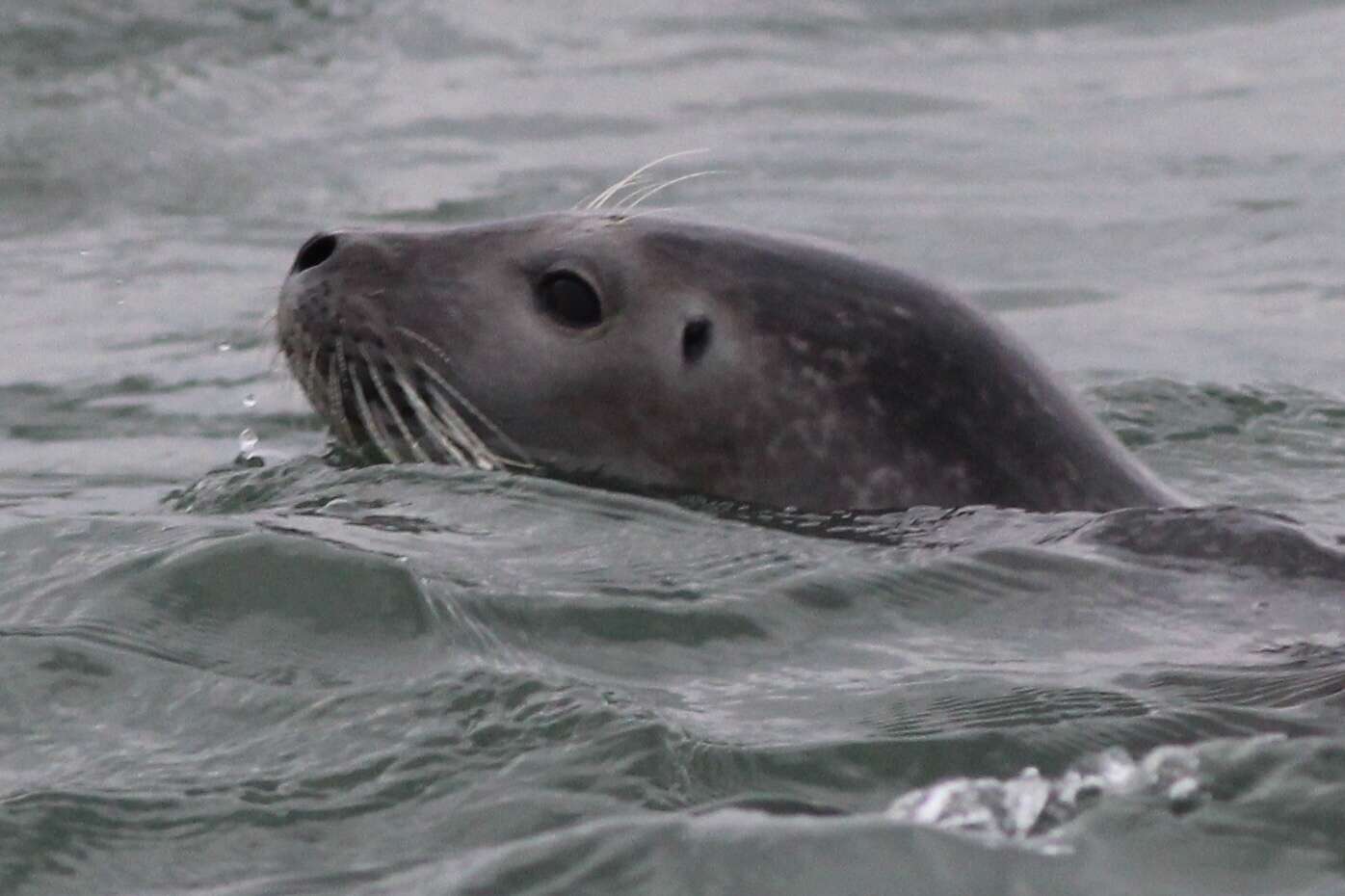 Image of Phoca vitulina vitulina Linnaeus 1758