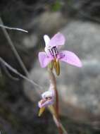 Image of Disa bifida (Thunb.) Sw.