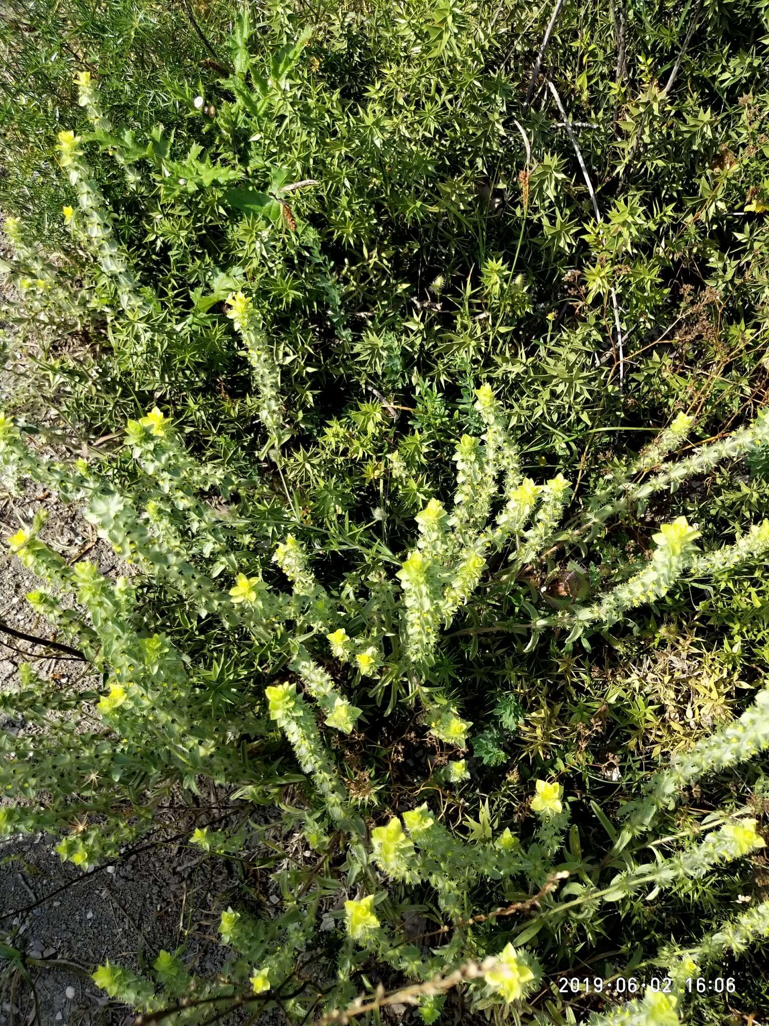 Image of mountain ironwort