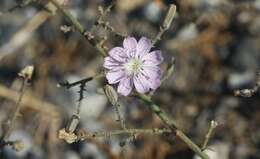 Sivun Stephanomeria exigua subsp. deanei (J. F. Macbr.) Gottlieb kuva