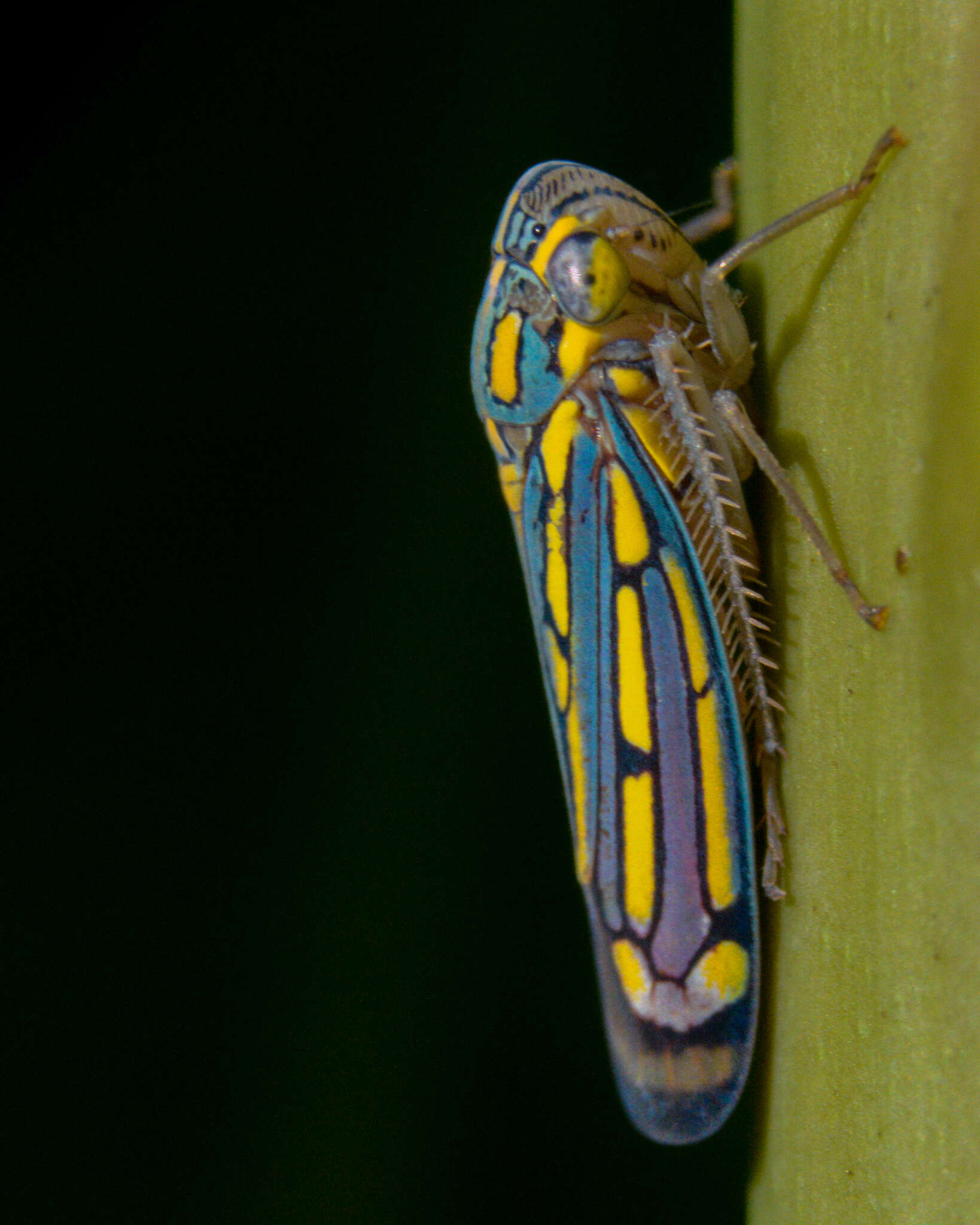 Image of Apogonalia stalii (Signoret 1855)