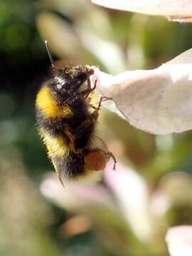 Image of Large garden bumblebee