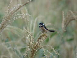 صورة Sporophila torqueola torqueola (Bonaparte 1850)