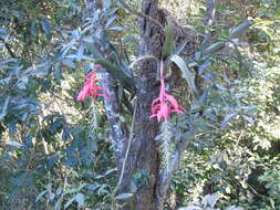 Image of Billbergia porteana Brongn. ex Beer