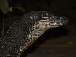 Image of Varanus palawanensis Koch, Gaulke & Böhme 2010